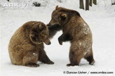 image of brown_bear