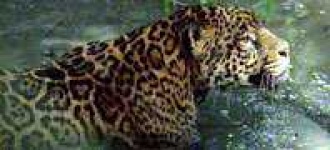 image of jaguar_car