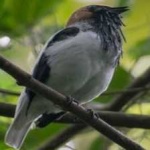 image of bird