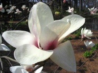 image of flower