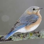 image of bird