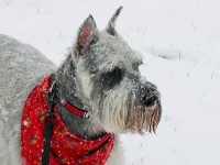 image of standard_schnauzer #0