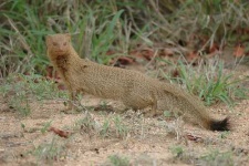 image of mongoose