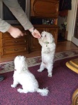 image of maltese_dog