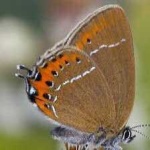 image of hairstreak #14