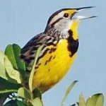 image of bird