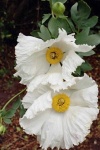 image of flower