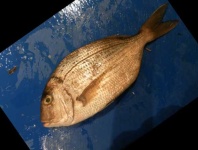 image of fish