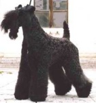 image of kerry_blue_terrier