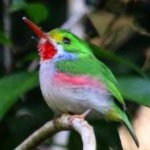 image of bird