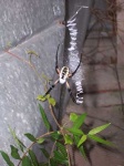 image of black_and_gold_garden_spider
