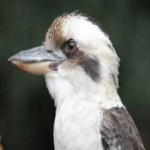 image of bird