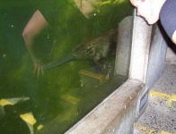 image of platypus
