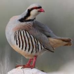 image of bird