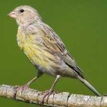 image of bird