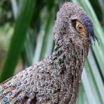 image of bornean_pheasant #9