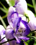 image of flower