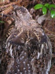 image of grouse #11