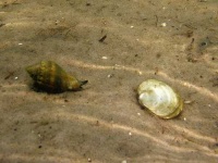 image of conch
