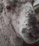 image of animal