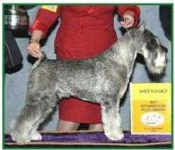 image of standard_schnauzer #25