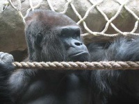 image of gorilla