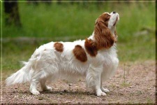 image of blenheim_spaniel
