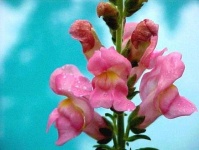 image of flower