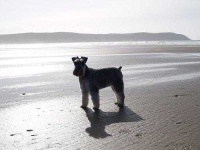image of miniature_schnauzer