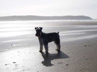 image of miniature_schnauzer #3