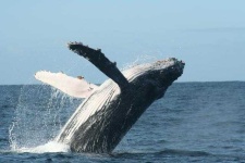image of animal