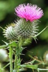 image of flower