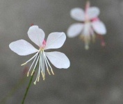 image of flower