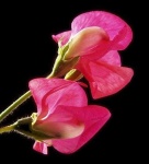 image of flower