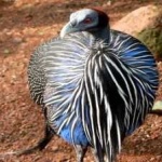image of bird