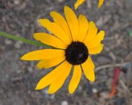 image of flower