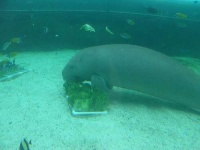 image of dugong