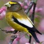 image of bird