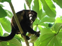image of howler_monkey