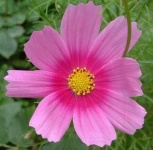 image of flower