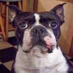 image of animal