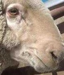 image of animal