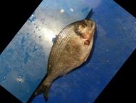 image of fish