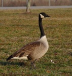 image of goose