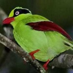image of bird