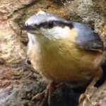 image of crested_nuthatch #10