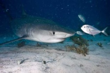 image of tiger_shark
