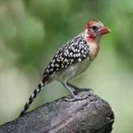 image of bird