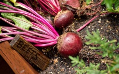 image of beetroot #6