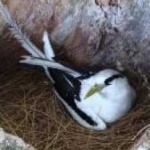image of bird